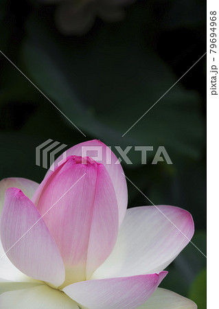 優雅に咲く蓮の花 79694968