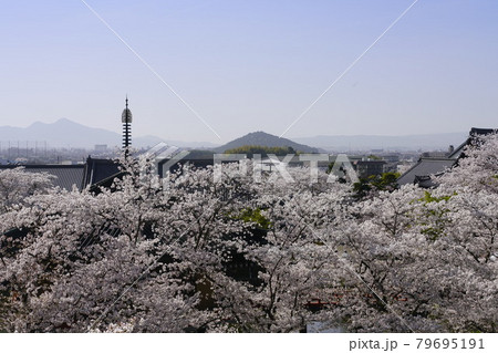 安倍文珠院桜満開のころ 79695191