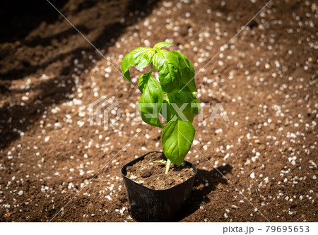 バジルのポット苗 家庭菜園用のバジル苗 野菜の栽培の写真素材