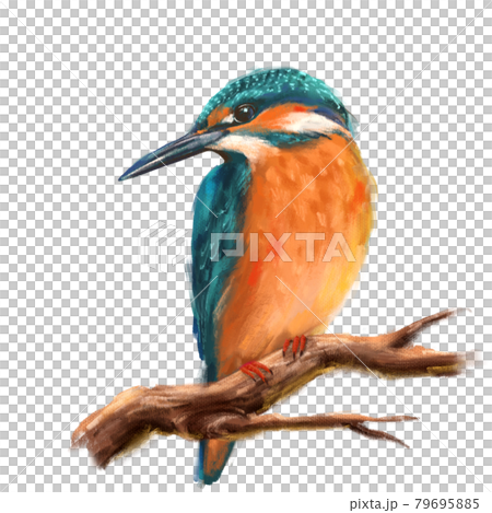 Bird Kingfisher Sitting on the Branch. Pastel painting style 79695885