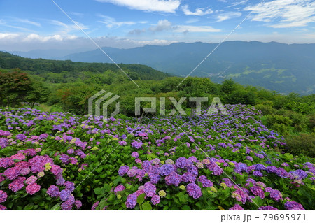 埼玉県秩父市と秩父郡皆野町にまたがる美の山公園　青空の山々の景色と斜面一面のあじさい 79695971