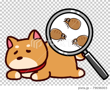 有跳蚤的寵物:柴犬 有跳蚤的寵物:柴犬 79696003