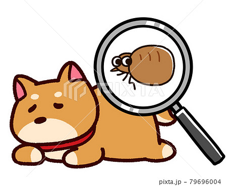 ノミのいるペット 柴犬 ノミのいるペット 柴犬 79696004