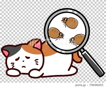 Pet with fleas: Calico cat Pet with fleas: Calico cat 79696005