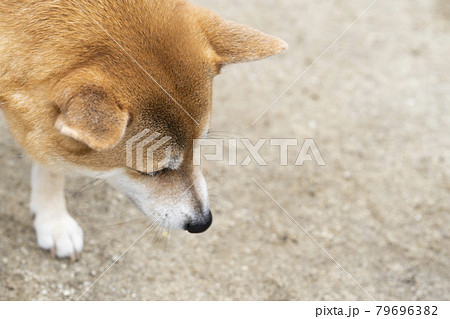 下向きのかわいい柴犬の写真素材