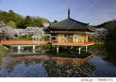 安倍文珠院　桜満開　池面に散る桜の花筏 79696745