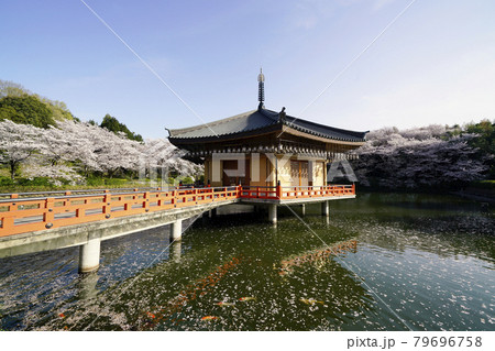 安倍文珠院　桜満開　池面に散る桜の花筏 79696758