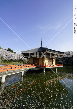 安倍文珠院　桜満開　池面に散る桜の花筏 79696759