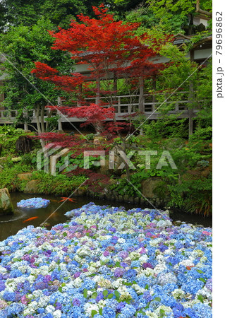 茨城県桜川市 雨引山楽法寺 雨引観音の池の水中花あじさいとモミジのある庭園の写真素材