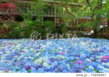 茨城県桜川市 雨引山楽法寺 雨引観音の池の水中花あじさいとモミジの