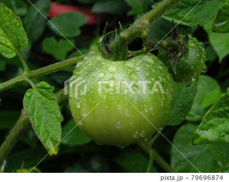 青いトマト 79696874