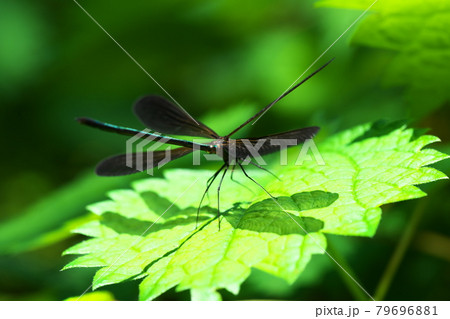 カワトンボのアップ カワトンボのアップ 79696881