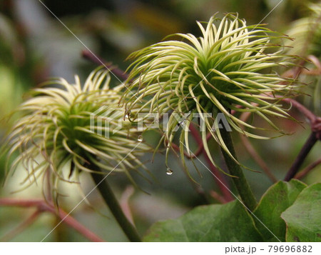 クレマチスの種 クレマチスの種 79696882