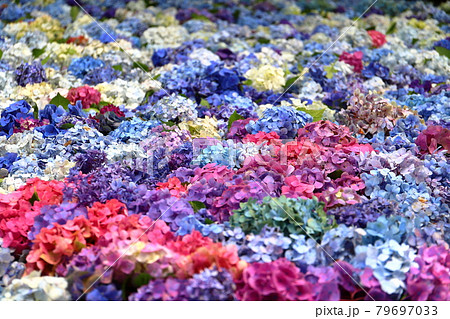 茨城県桜川市 雨引山楽法寺 雨引観音の池一面の水中花あじさいの写真素材
