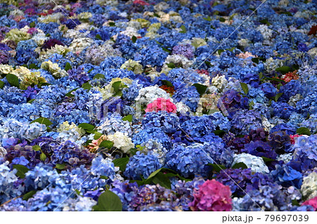 茨城県桜川市 雨引山楽法寺 雨引観音の池一面の水中花あじさいの写真素材