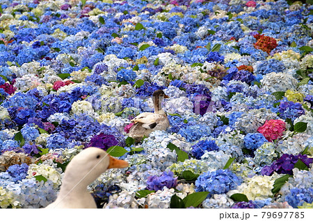 茨城県桜川市 雨引山楽法寺 雨引観音の池の水中花あじさいとアヒルの
