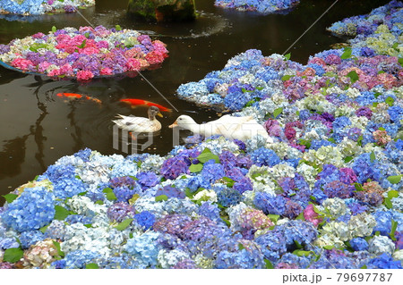 茨城県桜川市　雨引山楽法寺　雨引観音の池の水中花あじさいとアヒルの親子 79697787