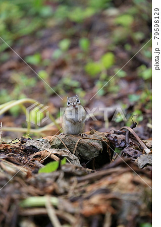 シマリス 79698129