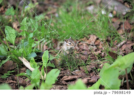 シマリス 79698149