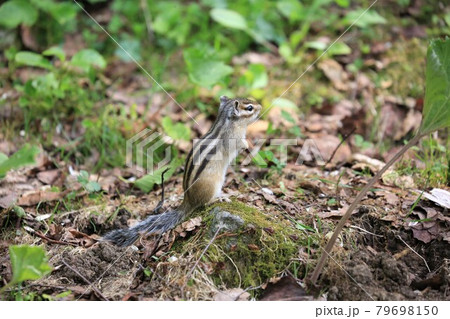 シマリス シマリス 79698150