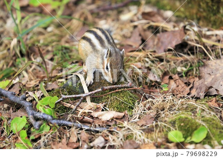 シマリス 79698229
