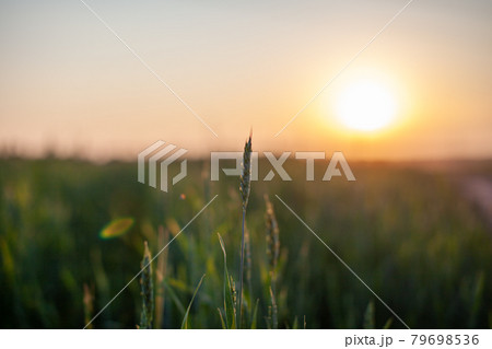 Close-up of green ears of wheat or rye at sunset in a field. Close-up of green ears of wheat or rye at sunset in a field. 79698536
