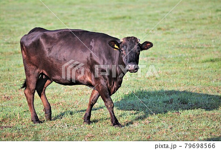 和牛 和牛 79698566