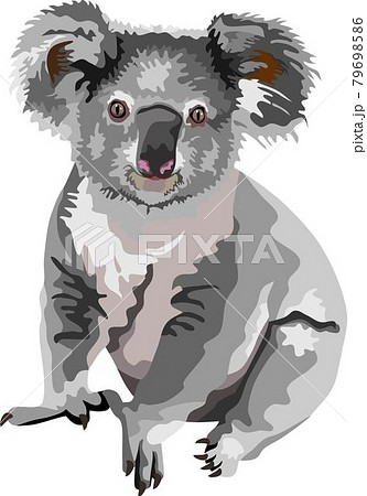 Australian Koala Bear Mammal Animal 79698586
