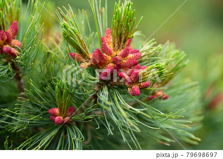 ハイマツの赤い実 79698697