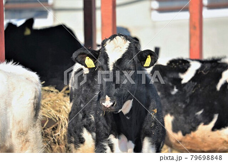 北海道の風景「冬の牧場」 79698848