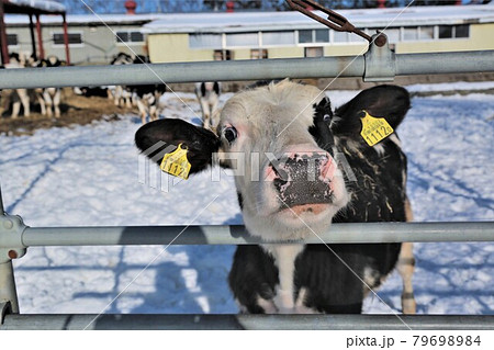 北海道の風景「冬の牧場」 79698984