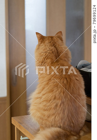 猫の後ろ姿　茶トラ猫 79699124