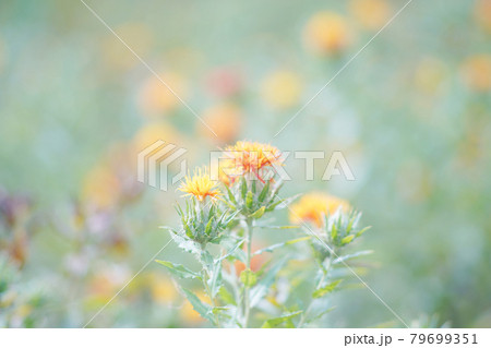 淡い紅花畑 オールドレンズ 淡い紅花畑 オールドレンズ 79699351
