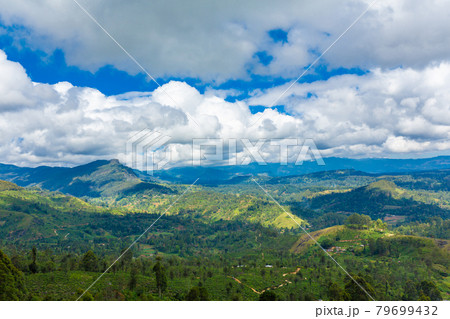 Picturesque natural landscape. Green tea plantations in the highlands. Growing tea 79699432
