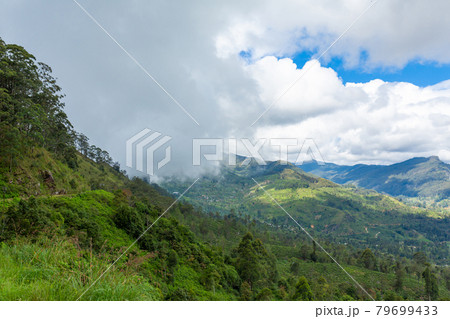 Picturesque natural landscape. Green tea plantations in the highlands. Growing tea 79699433