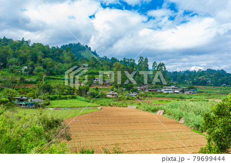 Local household in Sri Lanka. A green vegetable garden with even beds Local household in Sri Lanka. A green vegetable garden with even beds 79699444