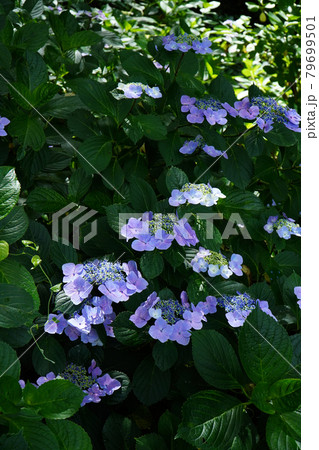 塩田平のあじさい小道 79699501