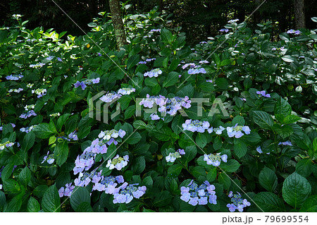 塩田平のあじさい小道 79699554