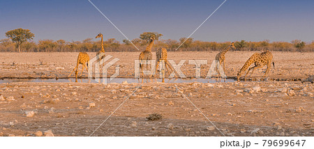 Giraffes drinking water at a waterhole in the Etosha National Park in Namibia. Giraffes drinking water at a waterhole in the Etosha National Park in Namibia. 79699647