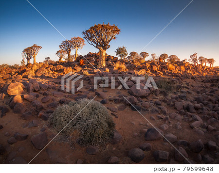 The Quivertree Forest near Keetmanshoop in Namibia, Africa.  79699648