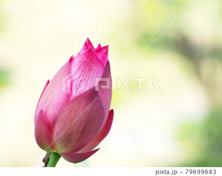 蓮の花 ロータス 蓮の花 ロータス 79699683