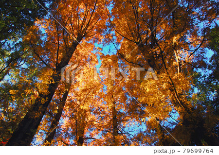 紅葉した木々は西日を浴びてよりて赤く賑やかに、秋も深く頭上の風景は冬を迎えつつ有る 79699764