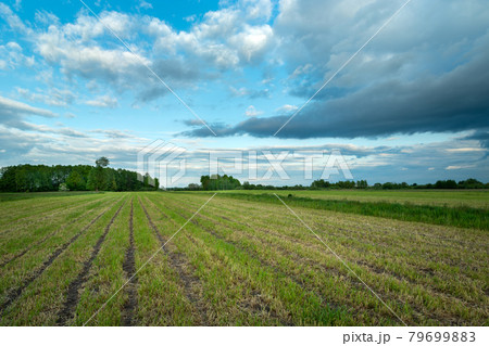 Mown farmland and upcoming clouds on the sky Mown farmland and upcoming clouds on the sky 79699883