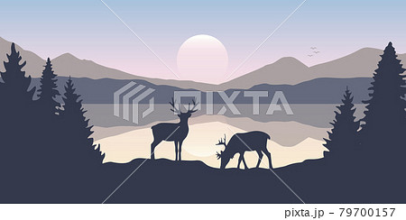 two moose in wildlife at beautiful lake in the mountains two moose in wildlife at beautiful lake in the mountains 79700157