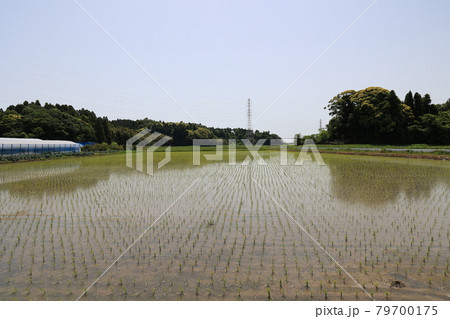 田んぼ 79700175