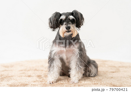 犬 ペット ミニチュアシュナウザーの写真素材