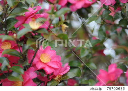 冬の風物詩 山茶花 冬の風物詩 山茶花 79700686