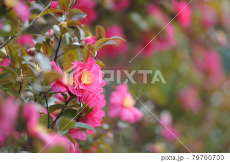 冬の風物詩　山茶花 79700700