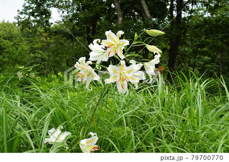 茨城県潮来市　水郷県民の森に咲いた夏の花　山百合の咲く風景 79700770