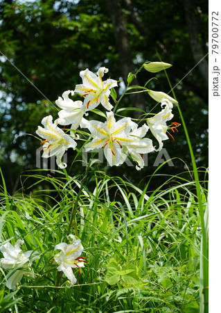 茨城県潮来市　水郷県民の森に咲いた夏の花　山百合の咲く風景 79700772